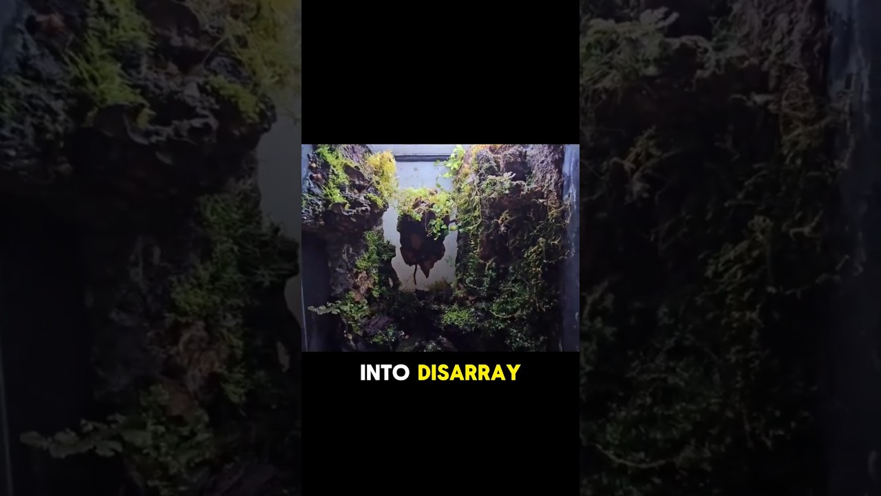 Pandora Terrarium Update