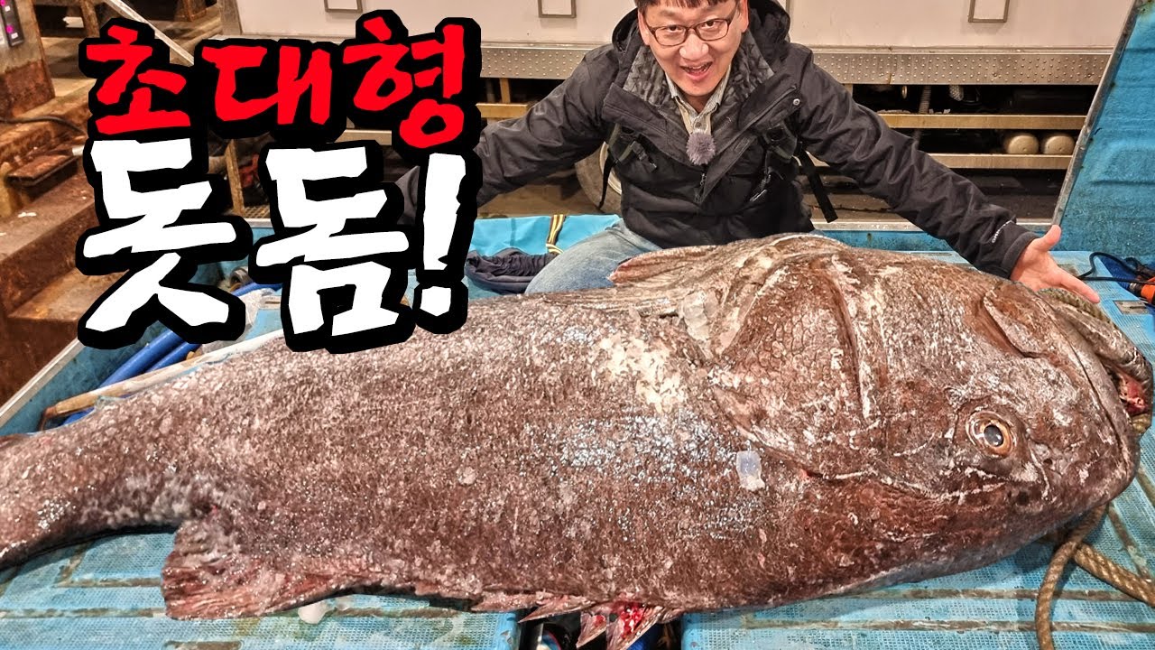 꿈에 그리던 전설의 물고기가 잡혔다! 500만원짜리 괴물 돗돔 해체와 먹방!