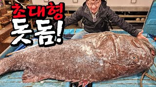 The legendary fish. 5,000,000 won striped jewfish dismantling and mukbang!