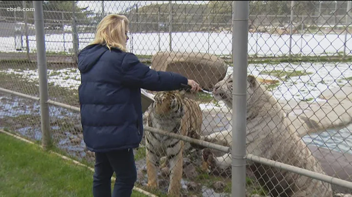 Celebrating International Tiger Day with Lions, Tigers and Bears