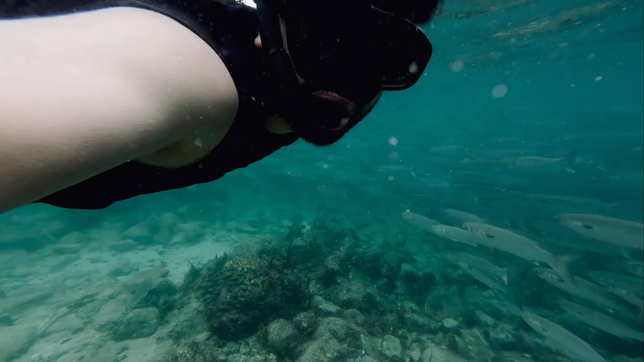 Snorkeling at Fly Point Aquatic Reserve - YouTube