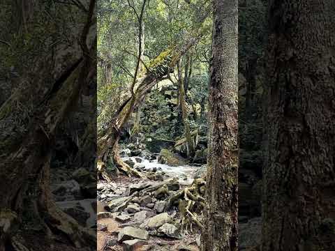 Mitchell River National Park, East Gippsland, Australia