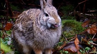 Extra Fluffy Rise-And-Shine Ruby Shivers