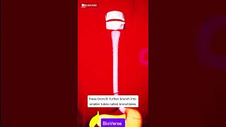 Lower Respiratory Tract Explained | Lungs, Bronchi, Alveoli Functions | Easy Biology