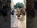 O que vocês pediriam? || #naoflopa #gatos #capcut #shorts #memes #viralshorts #vaipraforyou