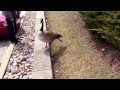 Man Attacked by Canada Goose