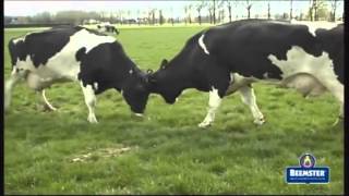Holland dairy cow Harlem Shake