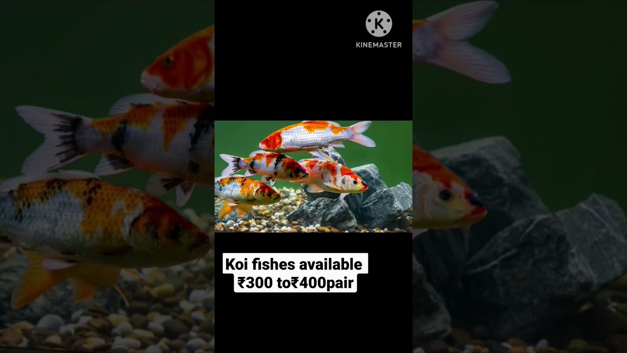 wanted person can comment ,delivery all over  banavasi available