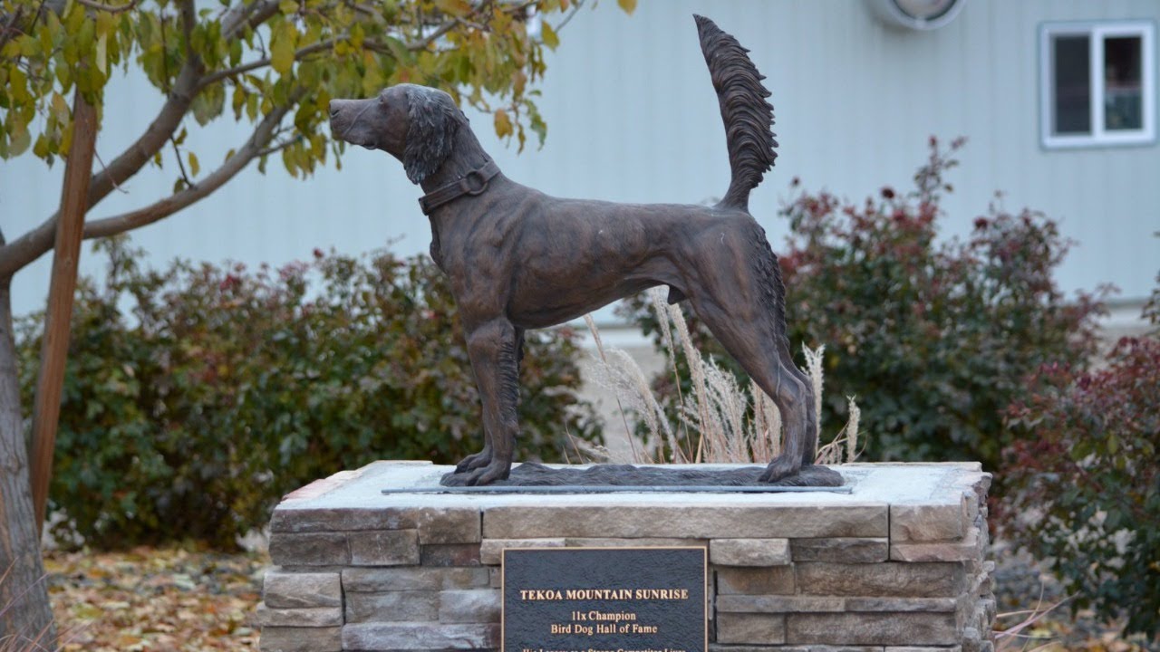 Field Trial Central Live YouTube