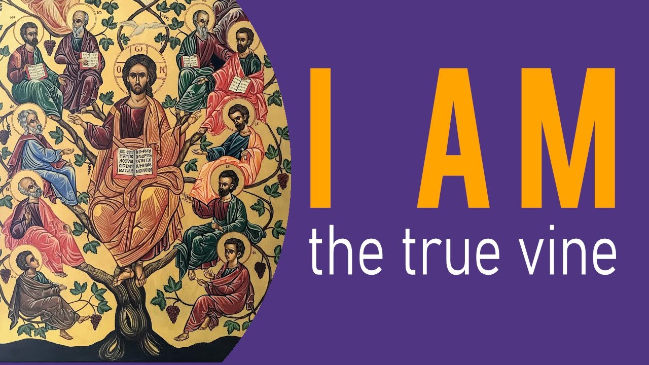 What did Jesus mean when he said, "I AM the true vine?" (I AM Bible ...