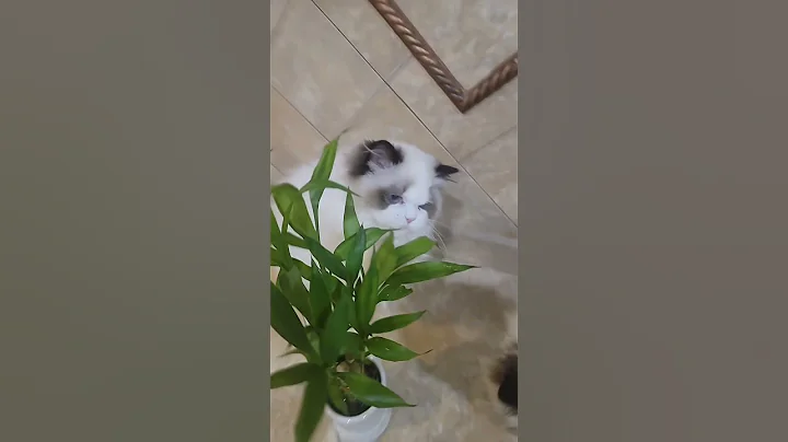 Watch the video about Cute seal bicolor ragdoll kitten #cat #kitten #ragdollbreeder #ragdollcat #funny #cute