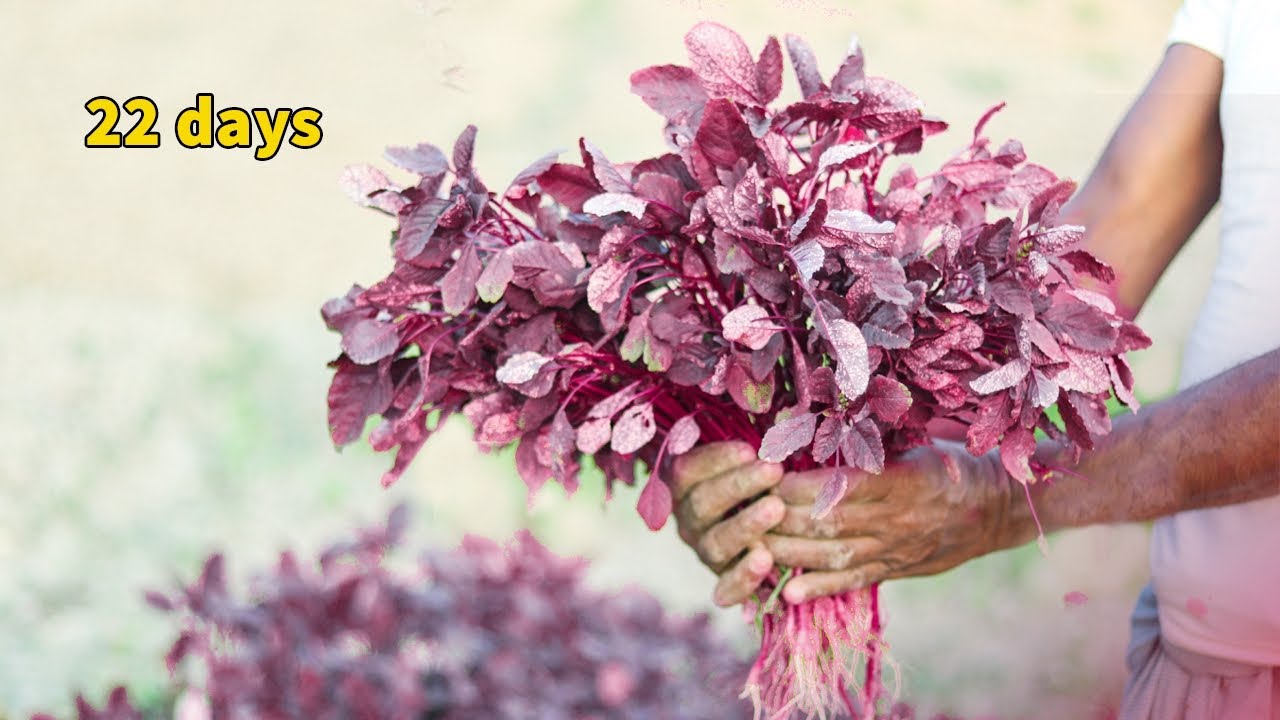Growing Red Spinach From Seeds To Harvest In 22 Days Easiest Method