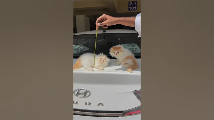 Watch the video about Show Quality Spotless Van Kitten 😸 #catshorts #cat #catsale #kitten #kitty #persiancat #petlovers