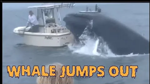 Top 5 Whale jumps out during sight seeing tour ( hits boat)