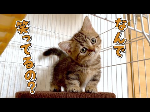 風邪から完全復活した子猫が無邪気でかわいい！【マンチカン】