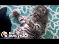 Kitten Abandoned In Box Grows Up To Be A Wild Child | The Dodo Little But Fierce