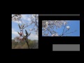 ・・・春風・・・ Good-bye spring wind  【HD】