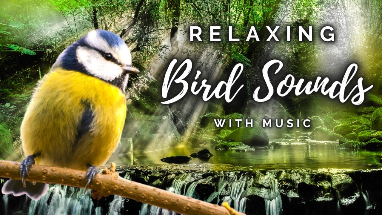 Relaxing Bird Sounds with Music - Beautiful Piano Music for Soothing ...