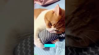 Funny Cat 🐈‍⬛ #trending 🐈‍⬛ # #1135