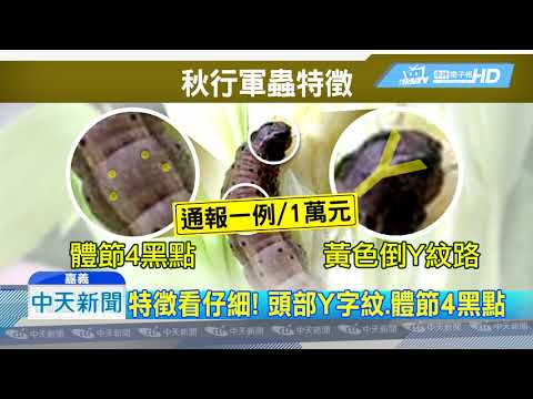 20190613中天新聞　秋行軍蟲入侵宜苗嘉　民眾通報確認發獎金一萬元
