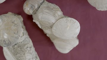 Startling Fossils of Kettleman Hills: Uncovering Fossil Sand Dollars with Pacific GeoLab   🦪🌞