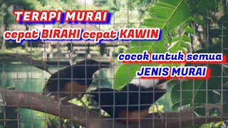 satu jam TOP - MURAI TAK KUNJUNG KAWIN⁉️Pake ini TERAPI Murai Cepat Birahi Cepat Kawin - MANJUR