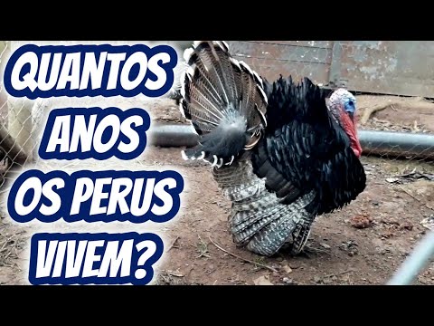 Vídeo: Quantos anos vivem os perus?