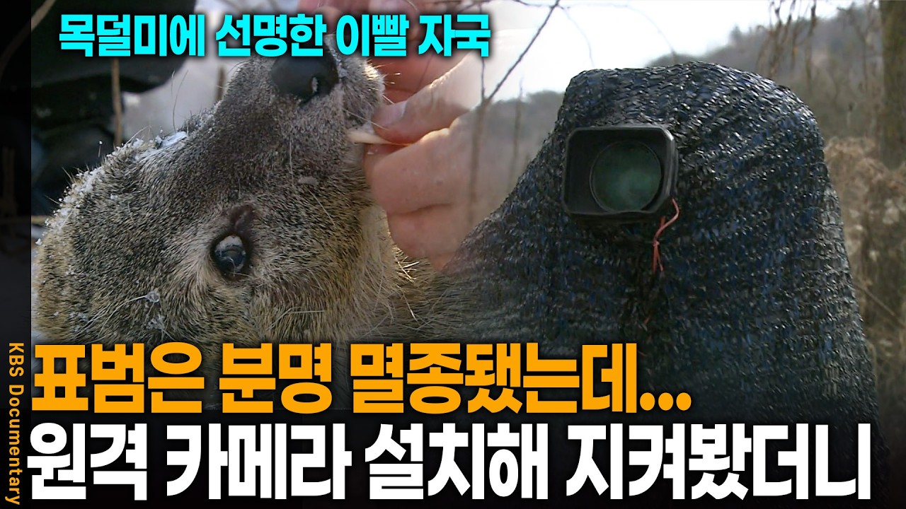 미궁에 빠진 고라니 의문사.. 원격 카메라 설치해 지켜봤더니 | KBS 환경스페셜 20080402 방송