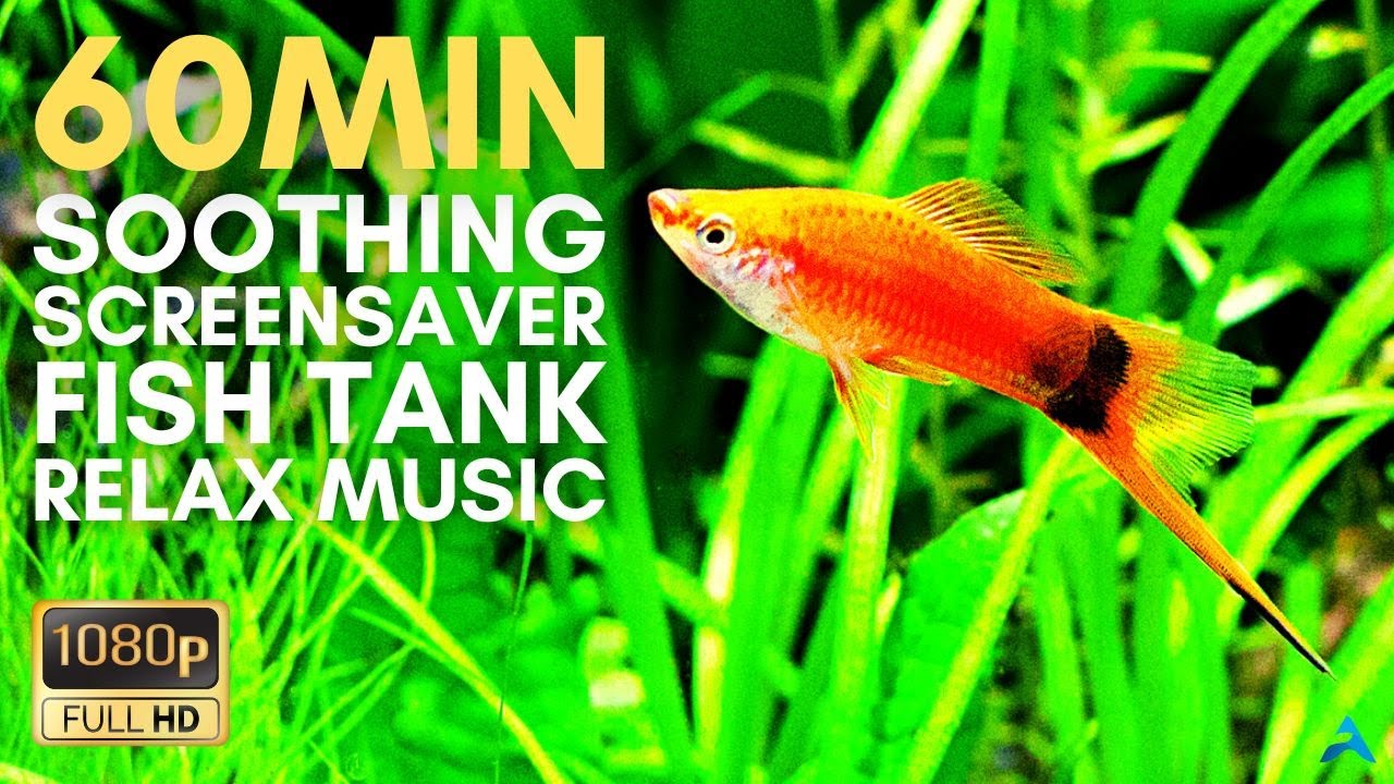 60min Soothing Desktop TV Screensaver Fish Tank Music For Relaxation