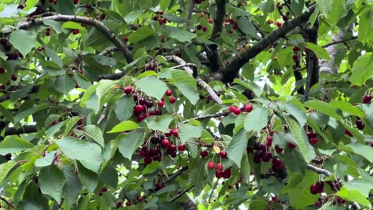 Citywest Dublin cherry Garden