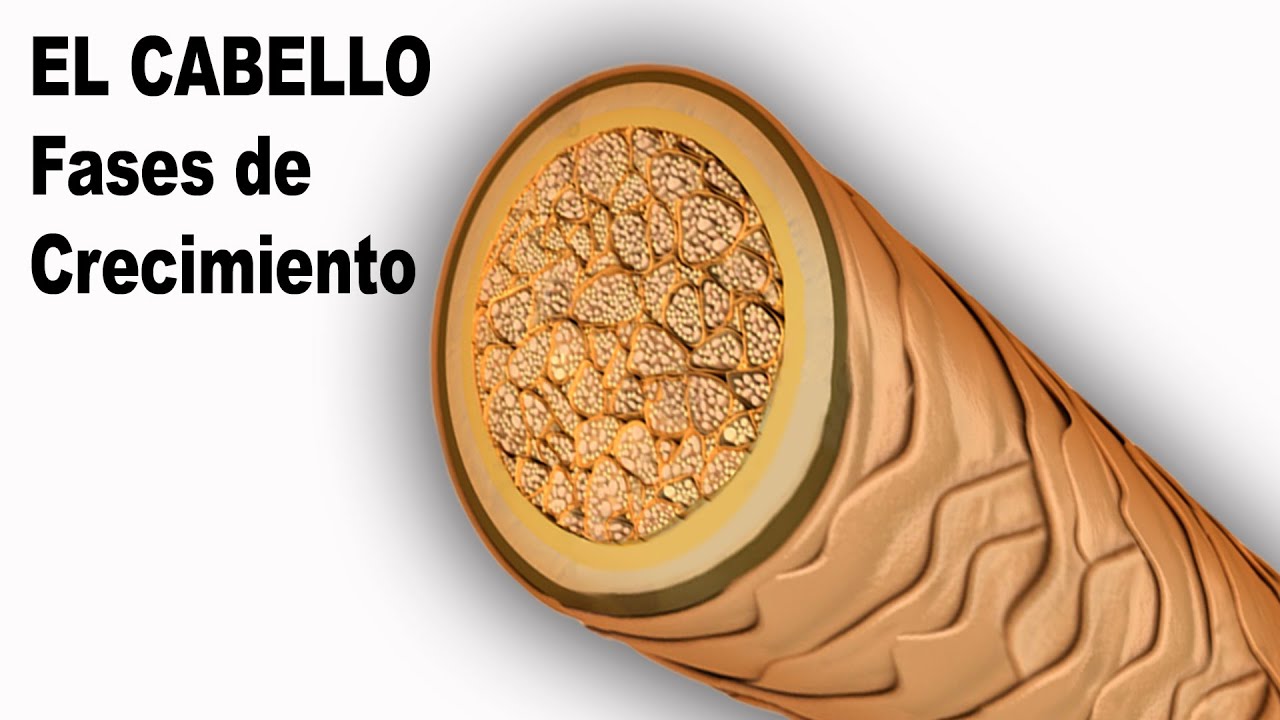 El cabello Fases de Crecimiento RAUL ROA ESTILISTA - YouTube