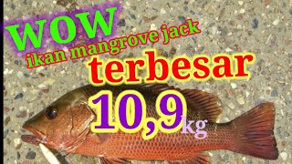 wow!!akhirnya dapat ikan mangrove jack terbesar/mancing mania