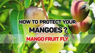 Mango fruit fly | How to prevent insects scientifically screenshot 5