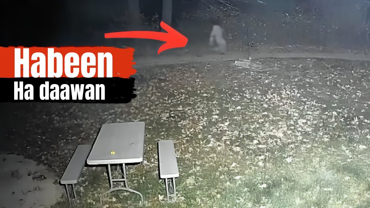 Habeen ha daawan |x3