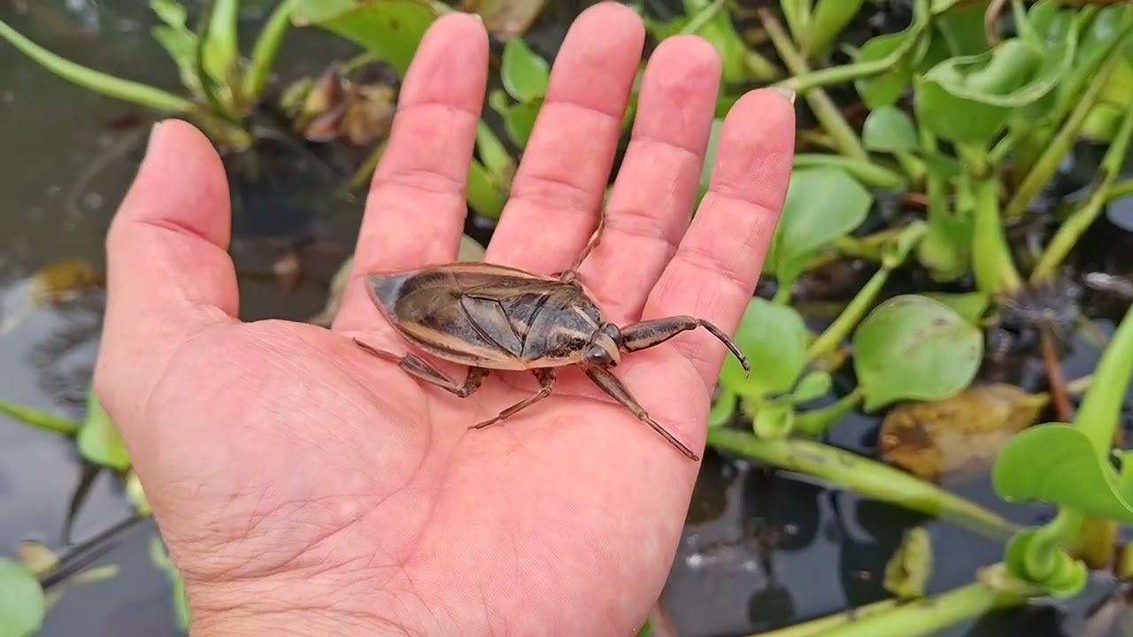 Методы разведения водяных клопов на рисовых полях. Ферма по выращиванию сверчков Тхань Тунг, теле...