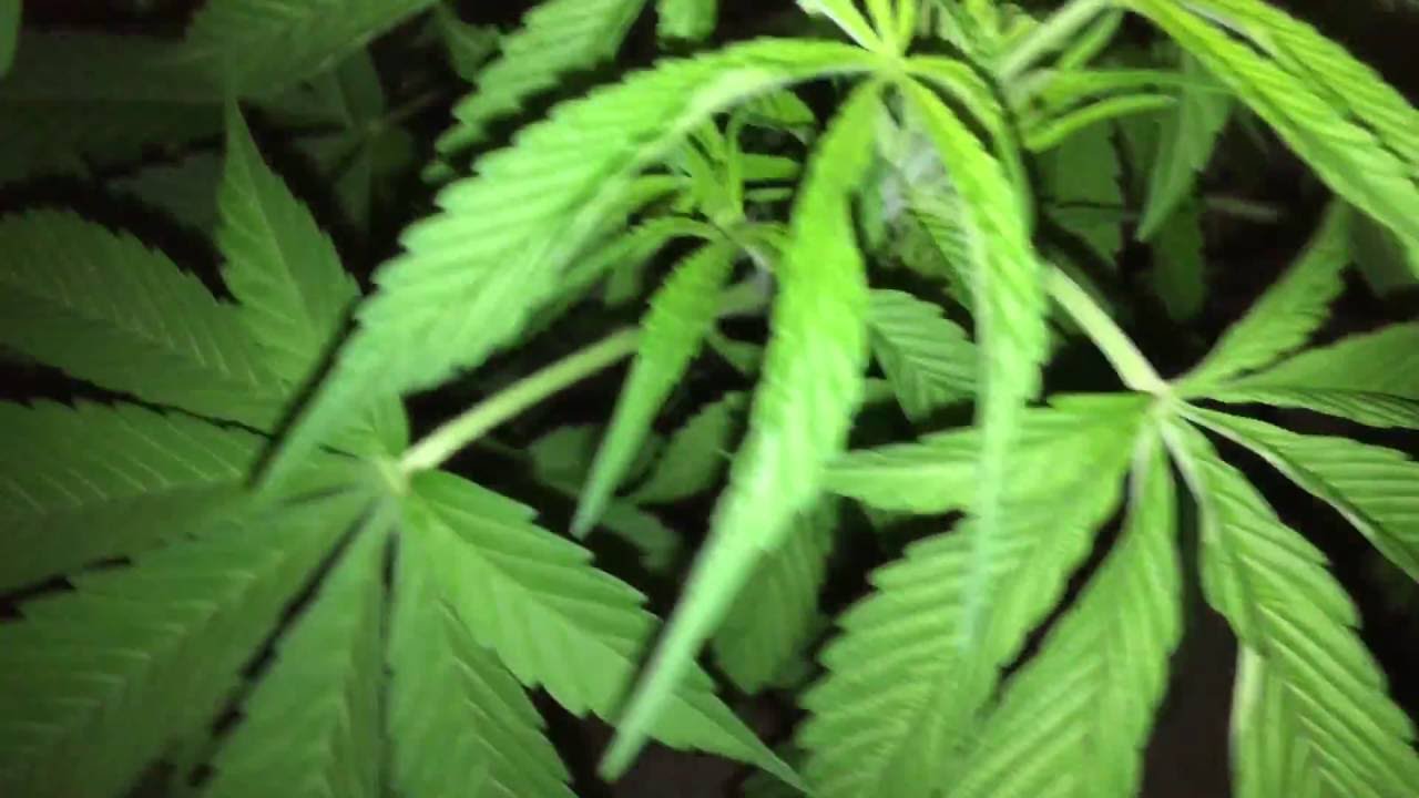 Outdoor bud up close and personal IPhone6s 4K HD