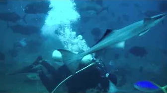 Shark Dive, Beqa Island, Fiji