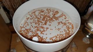 Keimgerät Savic Bioset