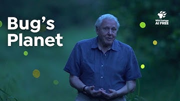 Insects up Close: 30 Minutes of Amazing Bug Moments | Wildlife Compilation