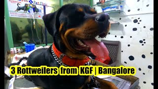 Three Rottweilers from KGF | Bangalore  and Siberian husky with her Puppies also from Bangalore by Dr.R.Kishore Kumar MVSc., 6,839 views 1 year ago 17 minutes