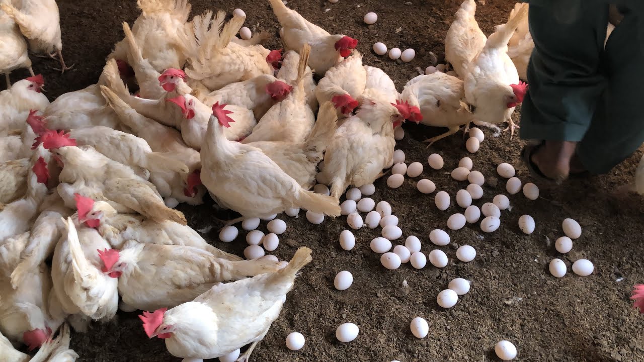 Raising Chickens For Eggs | Collecting Chicken Eggs | Food For Egg ...
