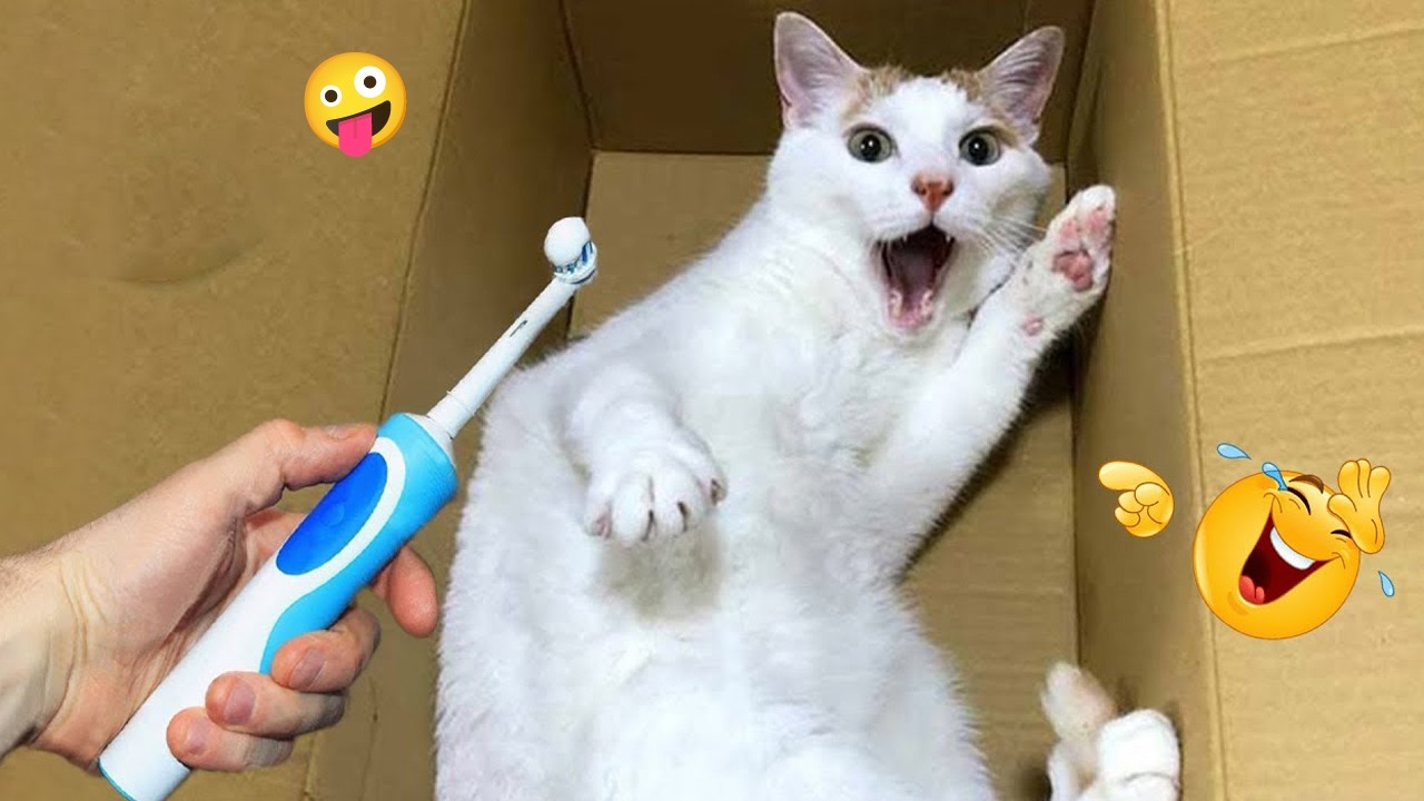 I’m 99.9% SURE You WON’T STOP LAUGHING 🤣 Funny Cat Moments 2026