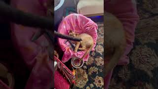 Devon Rex Kitten Rusty is so smart