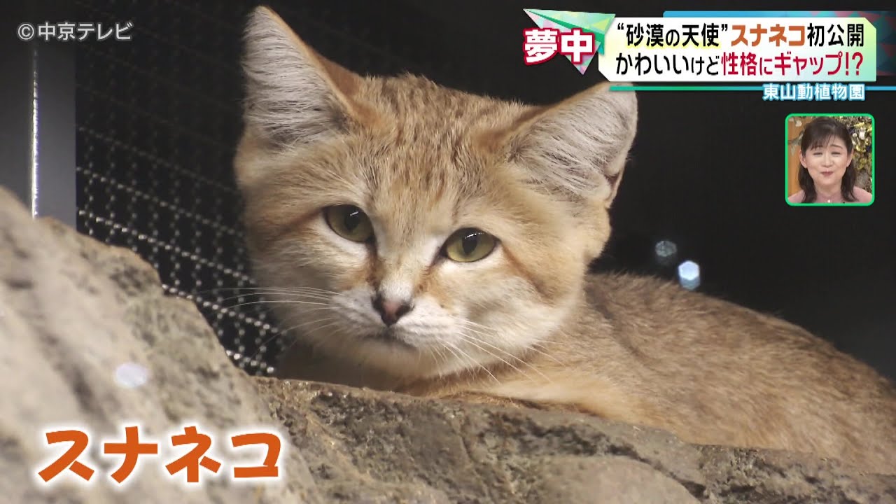 【“砂漠の天使”スナネコ初公開】かわいいけど性格にギャップ！？ 東山動植物園