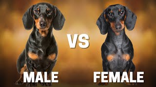 Male Vs Female Dachshund: 8 Differences Between Them