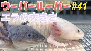 ウーパールーパー飼育 41エラの状態と大きさを比べますaxolotl - YouTube