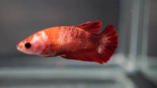 PP011