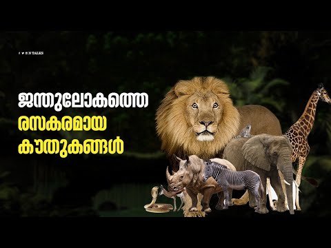 ജന്തു ലോകത്തെ കൗതുകങ്ങൾ 😳 | Awesome animal facts | Facts malayalam