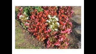 Begonia, Flor de azúcar (Begonia semperflorens) - YouTube