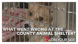 What went wrong at the St. Louis County animal shelter